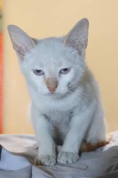 John Carpenter -  Siamese Cat for Adoption in New Orleans, Louisiana - John Carpenter | PetCurious