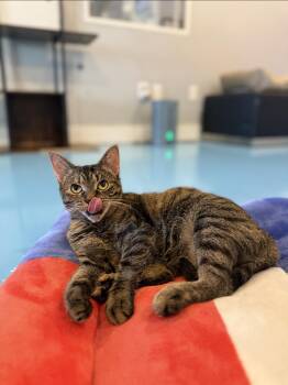 Rescue Domestic Short Hair Cats for Adoption in Liverpool, Texas - Tigerlilly | PetCurious