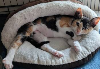 Precious -  Domestic Short Hair Cat for Adoption in Naugatuck, Connecticut - Precious | PetCurious