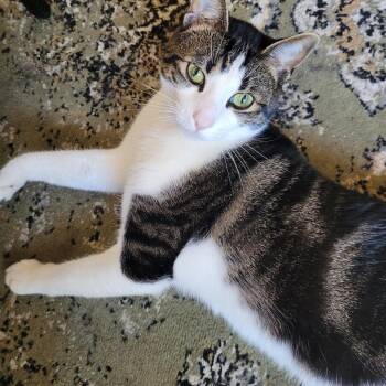 Atheno -  Domestic Short Hair Cat for Adoption in West Palm Beach, Florida - Atheno | PetCurious