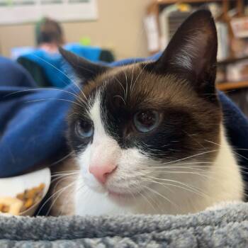 Rescue Siamese and Domestic Short Hair Cats for Adoption in Bloomington, Illinois - Ali | PetCurious