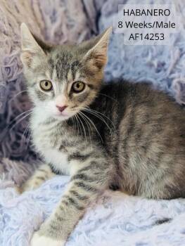 Habanero -  Domestic Short Hair Cat for Adoption - Habanero | PetCurious