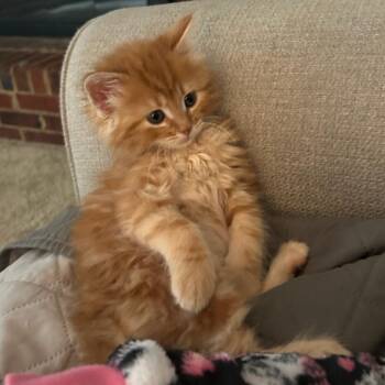 Domestic Long Hair Cats Available for Adoption in Chattanooga, Tennessee - Frito | PetCurious