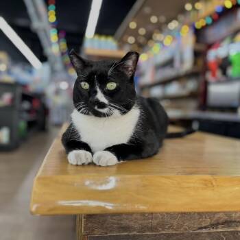 Sergio -  Domestic Short Hair Cat for Adoption in Philadelphia, Pennsylvania - Sergio | PetCurious