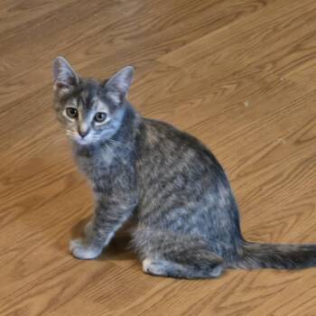 Walnut -  Domestic Short Hair Cat for Adoption in Stoughton, Wisconsin - Walnut | PetCurious