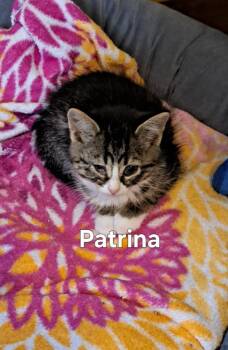 Patrina -  Domestic Medium Hair Cat Available for Adoption in Plattsburgh, New York - Patrina | PetCurious