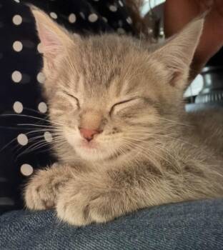 Michael -  Domestic Short Hair Cat Available for Adoption in San Antonio, Texas - Michael | PetCurious