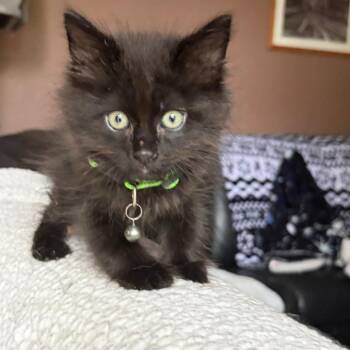 Domestic Medium Hair Cats Available for Adoption - Cosmo | PetCurious