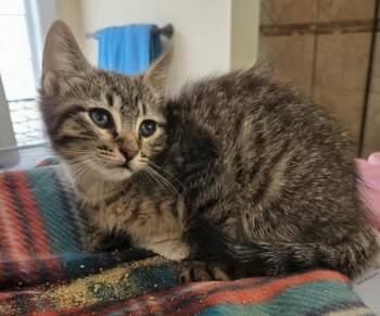 Splash -  Domestic Short Hair Cat for Adoption in Evans, Georgia - Splash | PetCurious