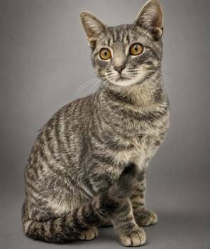 Ghost -  Domestic Short Hair Cat for Adoption in Bowling Green, Kentucky - Ghost | PetCurious