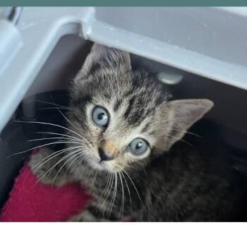 Rescue Domestic Short Hair Cats for Adoption in Nashville, Tennessee - Bucky | PetCurious