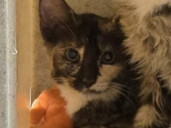 ANNIE -  Domestic Medium Hair Cat for Adoption in Kent, Washington - ANNIE | PetCurious