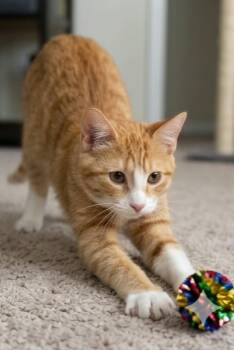BROOKY -  Tabby Cat Available for Adoption in Delhi, Ontario - BROOKY | PetCurious