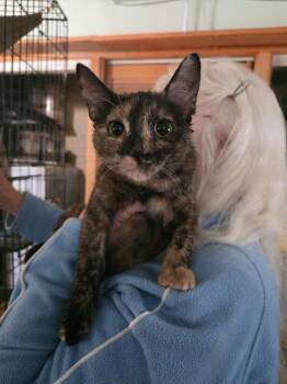 Tasmine -  Domestic Short Hair Cat for Adoption in Thompson Falls, Montana - Tasmine | PetCurious