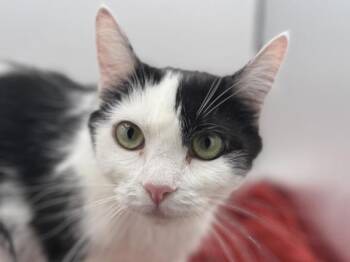 Marie -  Domestic Short Hair Cat for Adoption in Portland, Oregon - Marie | PetCurious