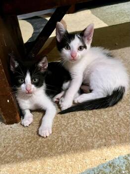 Rescue Domestic Short Hair Cats for Adoption in Boca Raton, Florida - Dora The Explorer & Elsie BONDED | PetCurious
