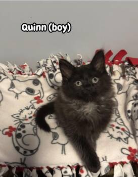 Quinn -  Domestic Long Hair Cat Available for Adoption in Franklin, Ohio - Quinn | PetCurious