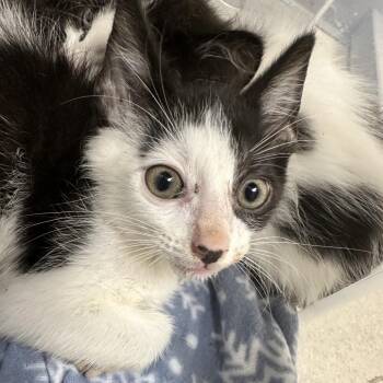 Anchor -  Domestic Short Hair Cat for Adoption in Evansville, Indiana - Anchor | PetCurious