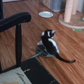 Peppie -  Domestic Short Hair Cat for Adoption in Edwardsville, Illinois - Peppie | PetCurious
