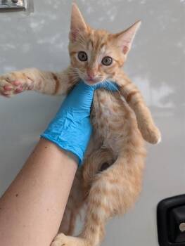 Domestic Short Hair Cats Available for Adoption in San Antonio, Texas - RIFFRAFF | PetCurious