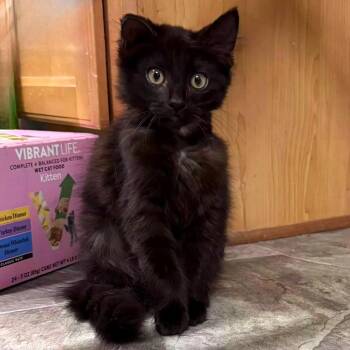 Soot Sprite -  Domestic Long Hair Cat for Adoption in Brownsboro, Alabama - Soot Sprite | PetCurious