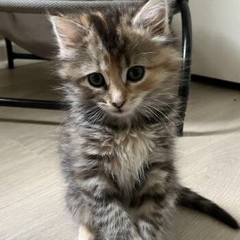 Domestic Medium Hair and Torbie Cats Available for Adoption in Germansville, Pennsylvania - Piglet | PetCurious