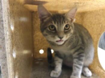 Rescue Domestic Short Hair Cats for Adoption in Thousand Palms, California - A1858724 | PetCurious
