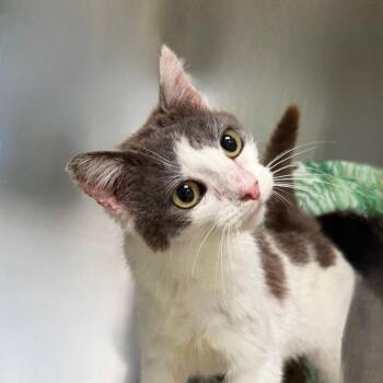 Tilt-A-Whirl -  Domestic Short Hair Cat for Adoption in State College, Pennsylvania - Tilt-A-Whirl | PetCurious