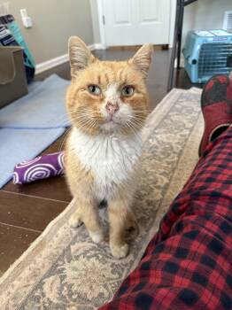 Rescue Domestic Short Hair Cats for Adoption in Warrington, Pennsylvania - Arlington | PetCurious