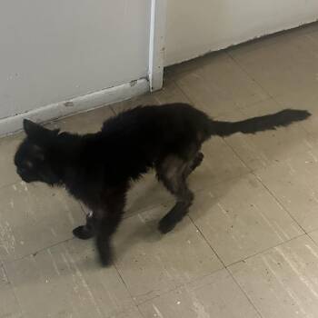 Domestic Short Hair Cats Available for Adoption in New York, New York - Kitty Kattey | PetCurious