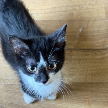 Spotty -  American Shorthair Cat for Adoption in Mount Vernon, Arkansas - Spotty | PetCurious