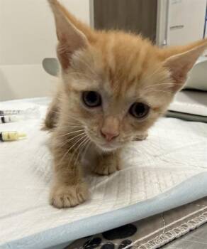 CELAENA -  Domestic Short Hair Cat for Adoption in Baytown, Texas - CELAENA | PetCurious