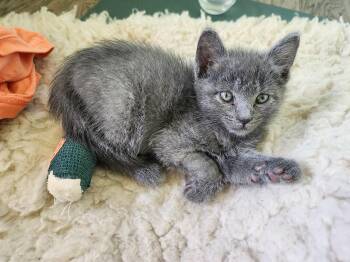 Rescue Domestic Short Hair Cats for Adoption in Stoughton, Wisconsin - Rocky Grayson | PetCurious