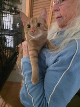 Tinsley -  Domestic Short Hair Cat for Adoption in Thompson Falls, Montana - Tinsley | PetCurious