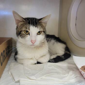 Harold -  Domestic Short Hair Cat for Adoption in Westminster, California - Harold | PetCurious