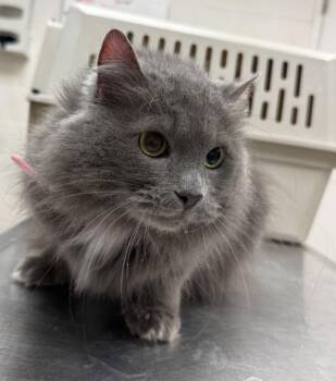 Domestic Medium Hair Cats Available for Adoption in Marietta, Georgia - Vivian(642) | PetCurious