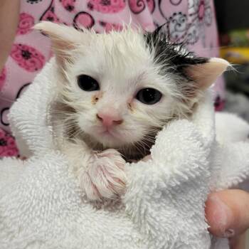 Weeble Wobble -  Domestic Short Hair Cat for Adoption in Ruckersville, Virginia - Weeble Wobble | PetCurious