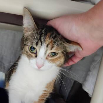 Sami -  American Shorthair Cat for Adoption in Walker, Michigan - Sami | PetCurious
