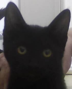 Domestic Short Hair Cats Available for Adoption in Dayton, Minnesota - Beatrice | PetCurious