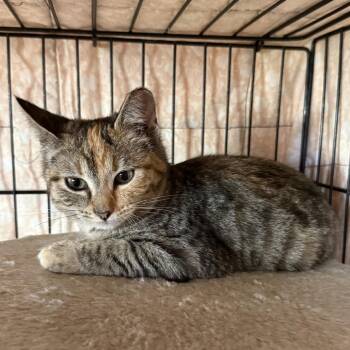 Domestic Short Hair Cats Available for Adoption - Tori | PetCurious