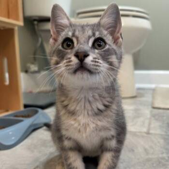 Banzai -  Tabby and Domestic Short Hair Cat for Adoption in Knoxville, Tennessee - Banzai | PetCurious