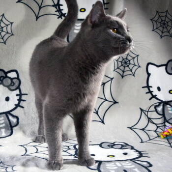 Rescue Domestic Short Hair Cats for Adoption in Traverse City, Michigan - Wilma | PetCurious