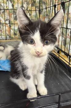 Koi -  Domestic Short Hair Cat for Adoption in Bridgeton, North Carolina - Koi | PetCurious