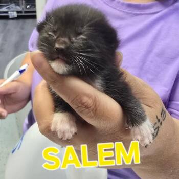 Salem -  Domestic Medium Hair Cat for Adoption in Marble, North Carolina - Salem | PetCurious