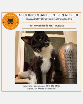 Rescue Tuxedo Cats for Adoption in Phoenix, Arizona - ONYX - Shadow-sleek With Eyes Aglow, Onyx Steals The Show, You K | PetCurious