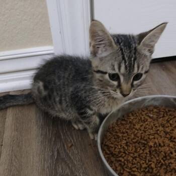 Pawnee -  Domestic Short Hair Cat for Adoption in Bentonville, Arkansas - Pawnee | PetCurious