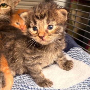 Domestic Short Hair Cats Available for Adoption in Dallas, Texas - Pearl | PetCurious