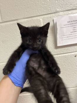 Rescue Domestic Short Hair Cats for Adoption in Knoxville, Tennessee - Smalls | PetCurious