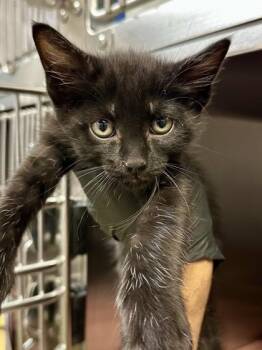 Sunflower Seed -  Domestic Short Hair Cat for Adoption in Wichita, Kansas - Sunflower Seed | PetCurious