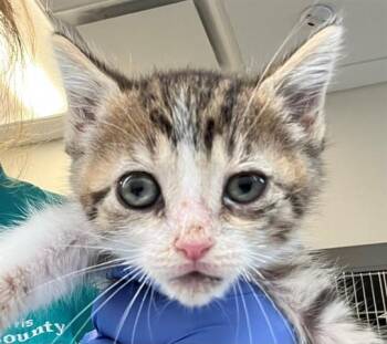 FERN -  Domestic Short Hair Cat for Adoption in Houston, Texas - FERN | PetCurious